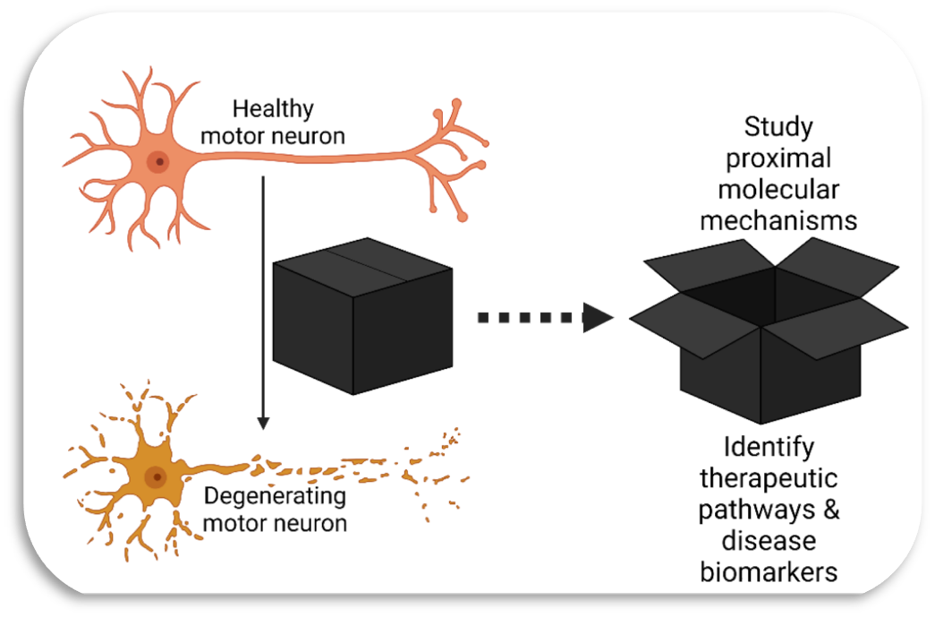 Solving the black box of ALS involves studying proximal molecular mechanisms