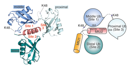 Kulathu Research image