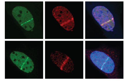 Rouse lab research image