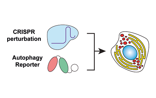Mechanism for CRISPR perturbation