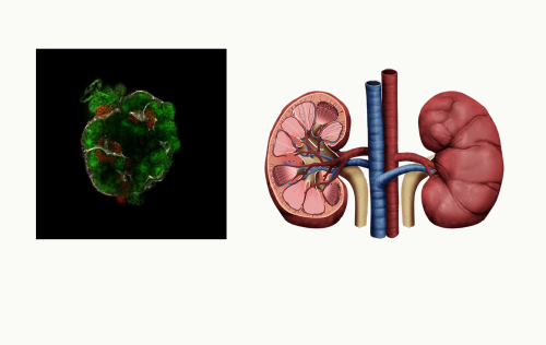 Organoid development