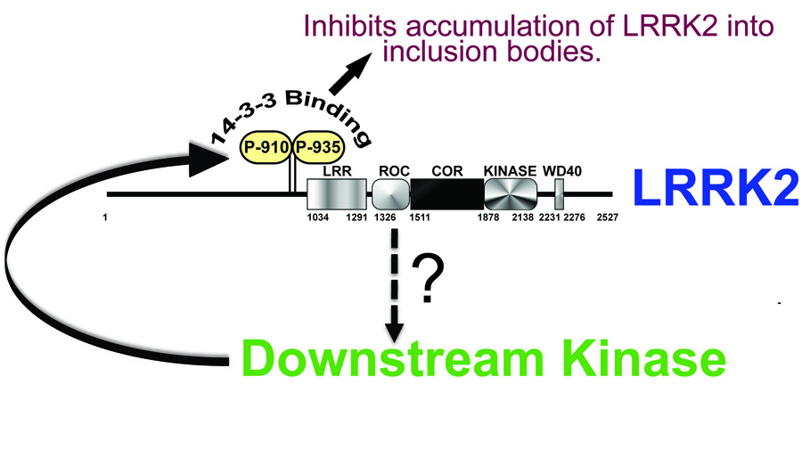 Nic Dzamko and Jeremy Nichols report findings that will help understanding the function of LRRK2 and development of inhibitors