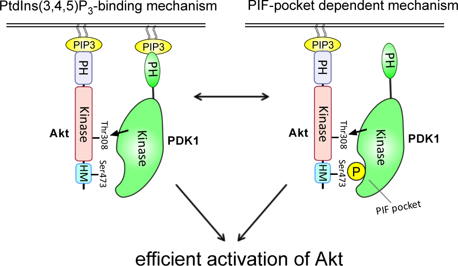 Ayaz explains why it is hard to suppress Akt activity with PDK1 inhibitors.