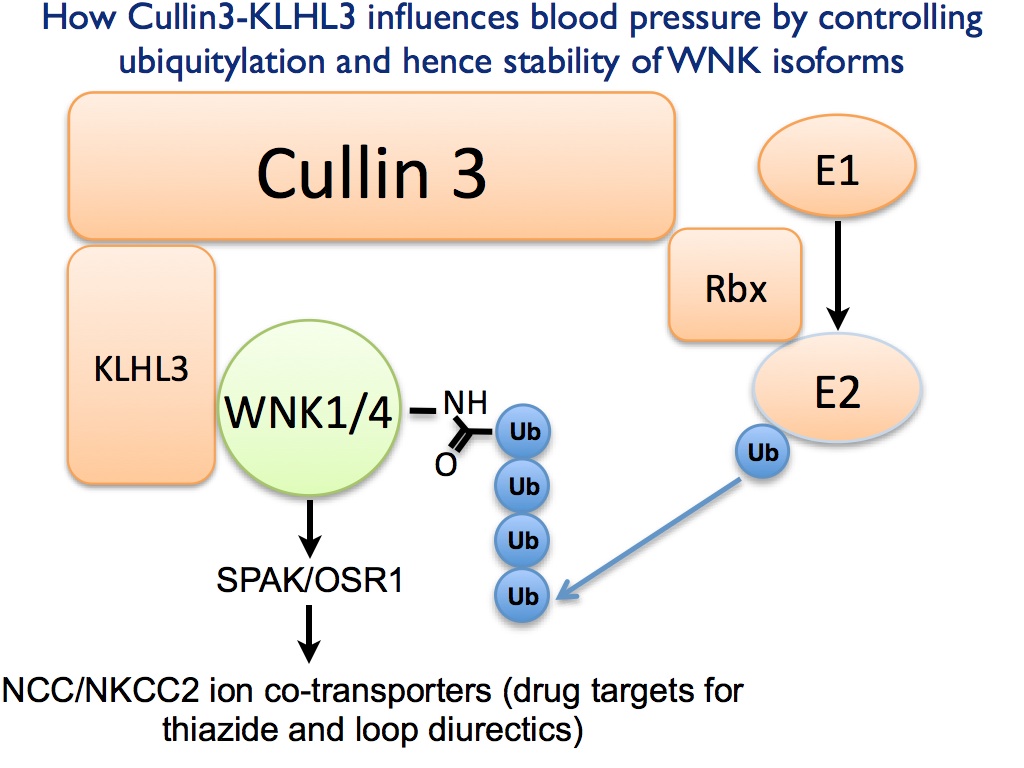 MRC-PPU research uncovers exciting new role for protein ubiquitylation in regulating blood pressure