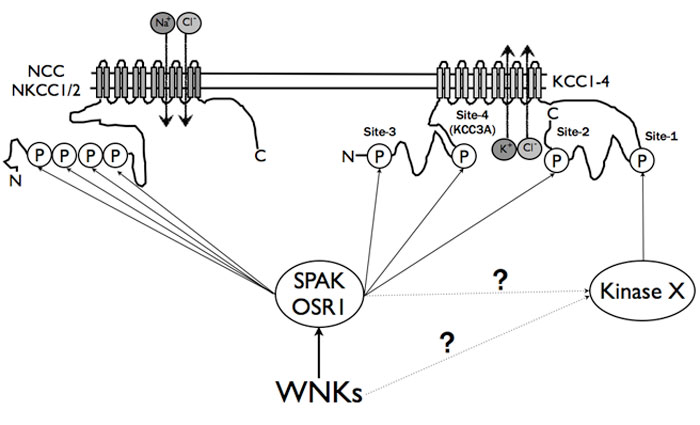 New role for the hypertension WNK-regulated SPAK/OSR1 kinases in controlling chloride influx