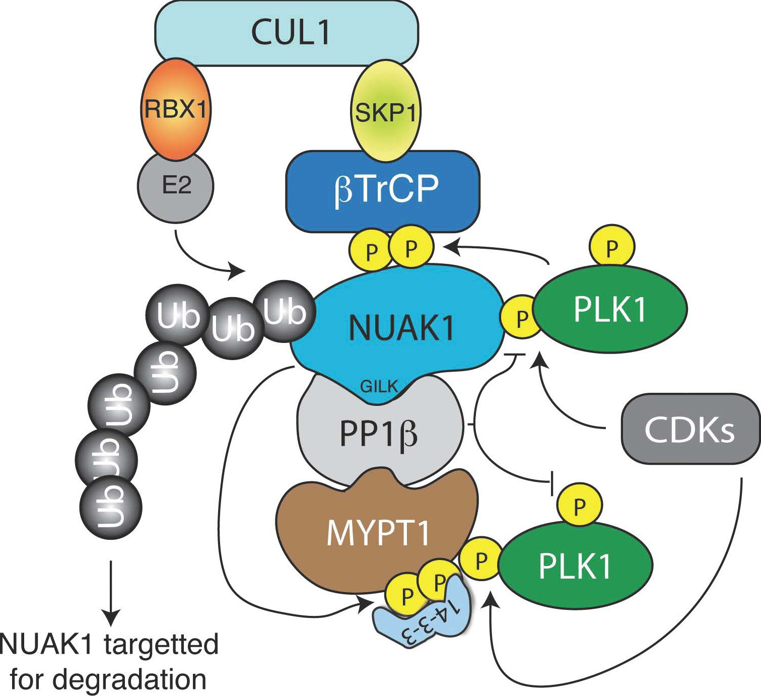 Sourav Banerjee's research uncovers remarkable interplay between NUAK1 and PLK1 kinases