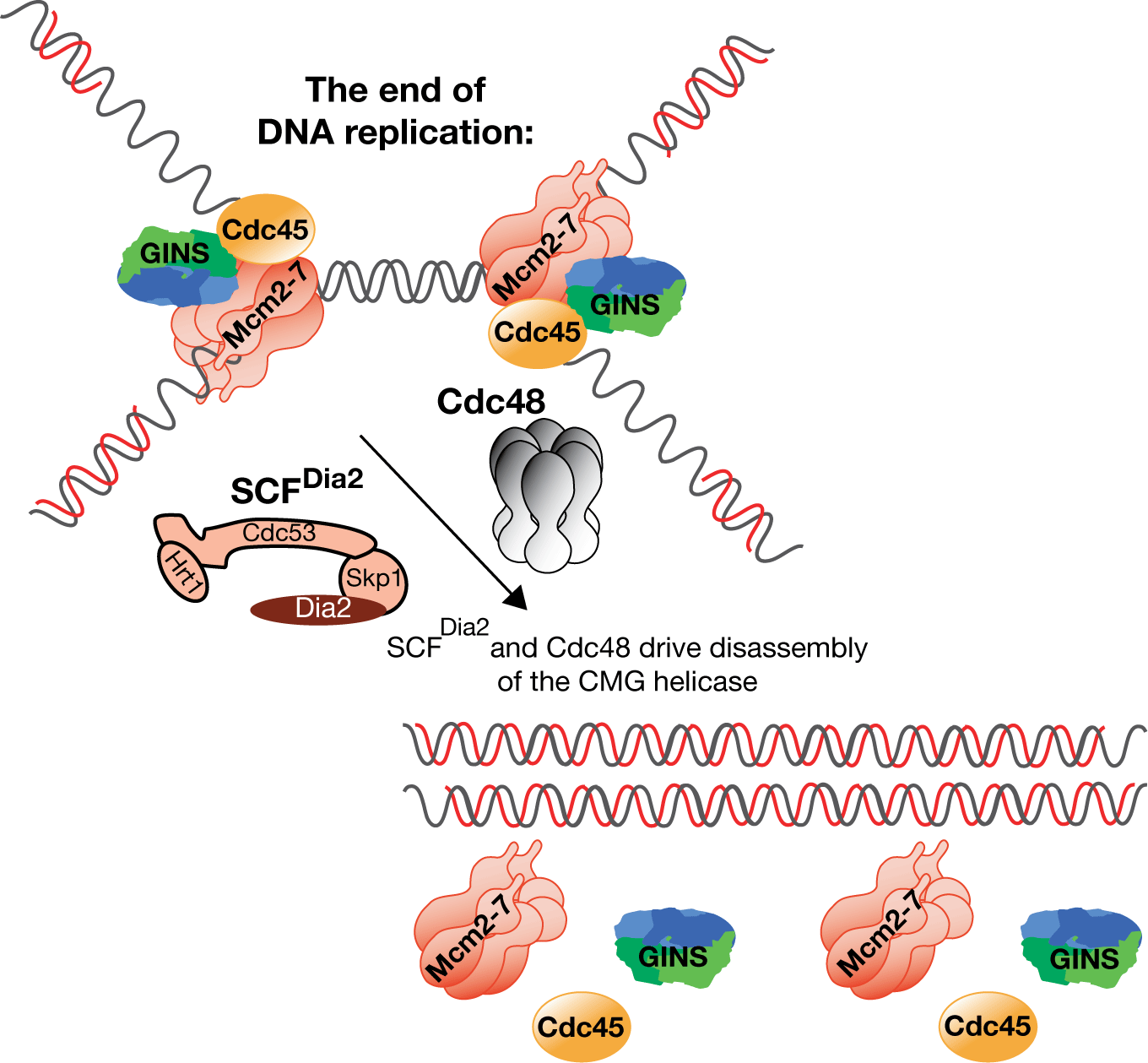 The end of chromosome replication