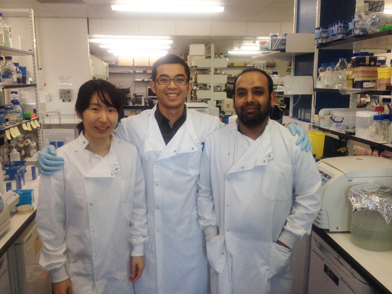 Research into two unstudied polyubiquitin chain types reveals complex nature of ubiquitin signals