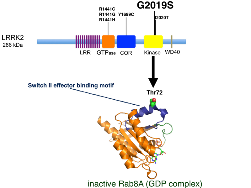 Identification of long-sought after substrate of the Parkinson's LRRK2 protein kinase