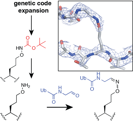 New chemistry added to the genetic code