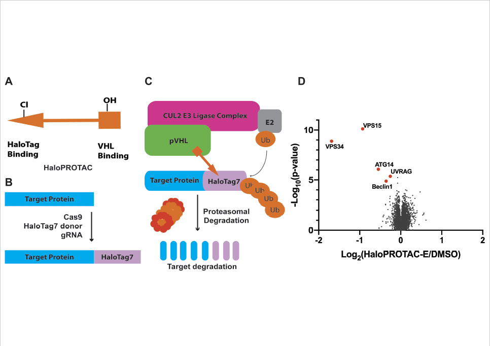 Mechanism by which SGK3 is regulated by growth factors