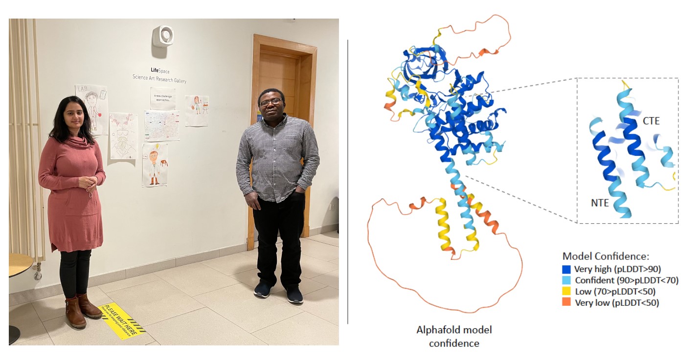 Left: Current lab members Hina Ojha and Olawale Raimi who co-led the work. Right: AlphaFold model of human PINK1
