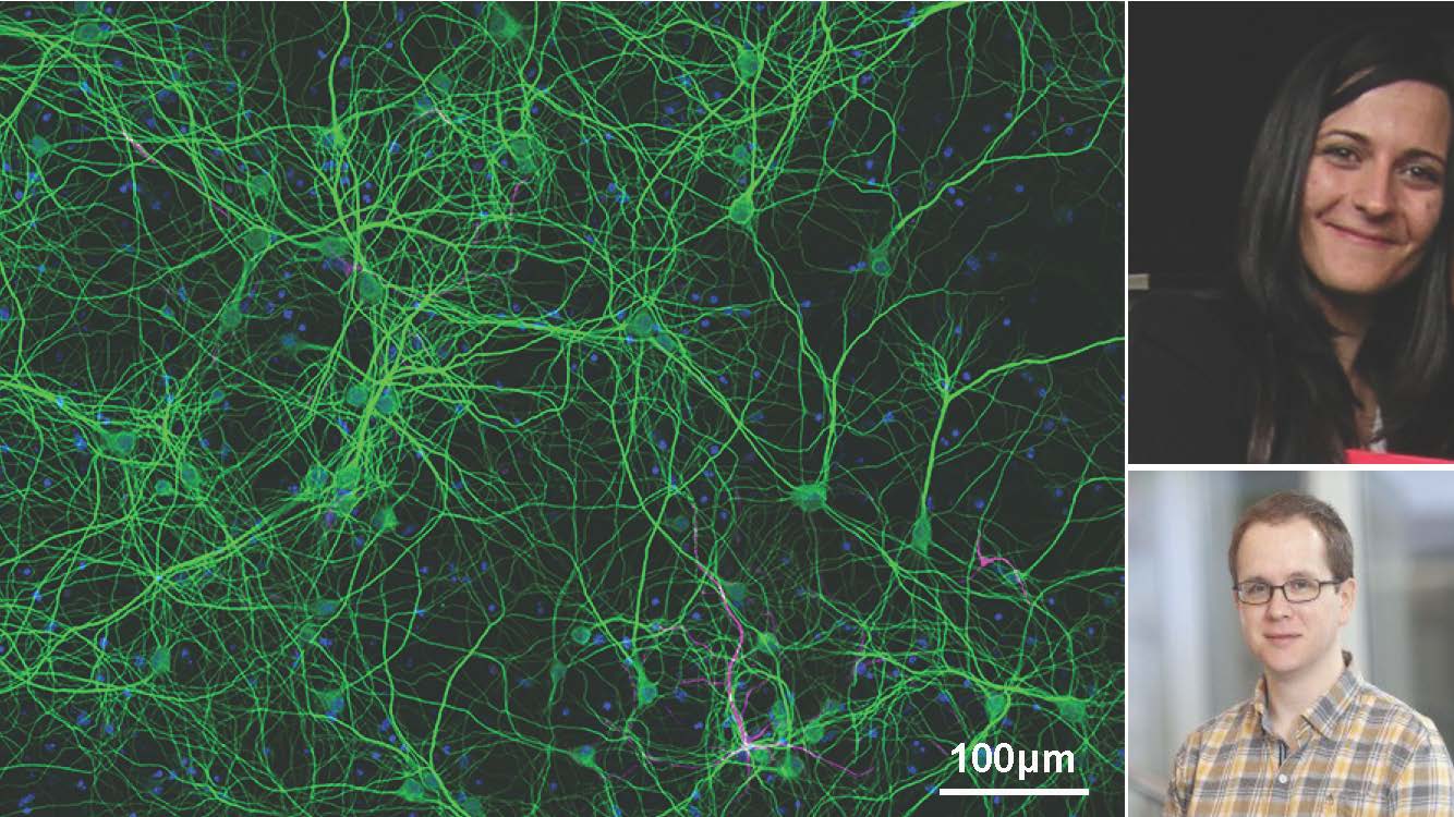 Left: Primary neurons stained with MAP2. Right: Upper panel: Odetta Antico; Lower panel: Alban Ordureau (presently Assistant Professor at the Memorial Sloan Kettering Cancer Center, New York)