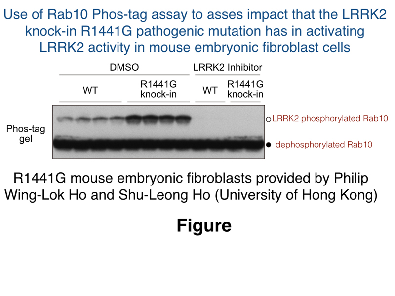 Rab10 Phos-tag assay