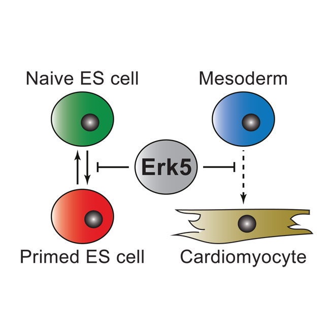 Embryonic stem cell identity
