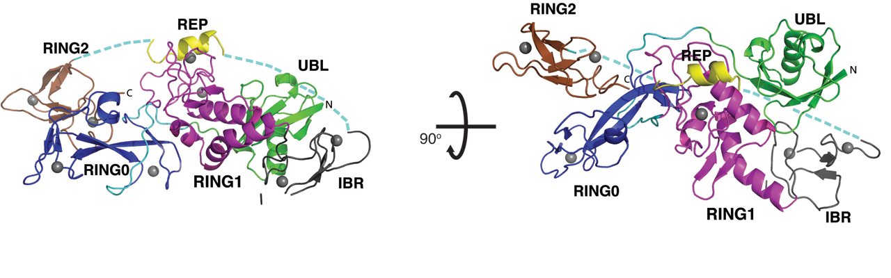 Graphic illustration of work from Helen Walden's lab group