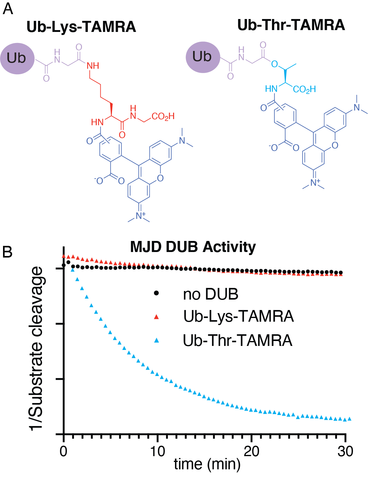 Figure X. Representative data from the study. (A) Fluorescent substrates that were used in polarisation experiments to assess DUB amino acid specificity. (B) The striking threonine specificity of an MJD DUB quantified by fluorescence polarisation experiments. 