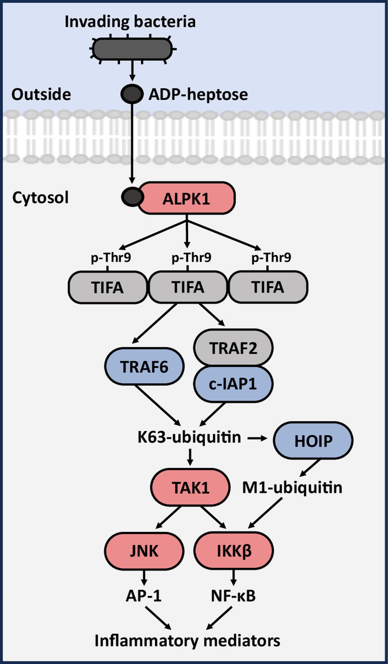 The ADP-heptose-ALPK1-TIFA signalling pathway