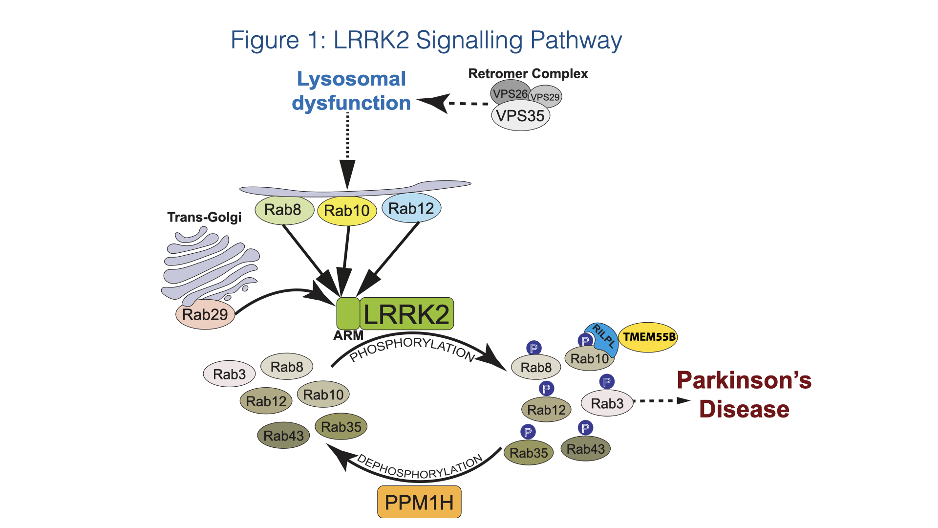 Figure 1 LRRK2 Pathway