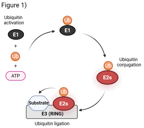Figure 1| The ubiquitylation cascade and the central role of E2 enzymes.