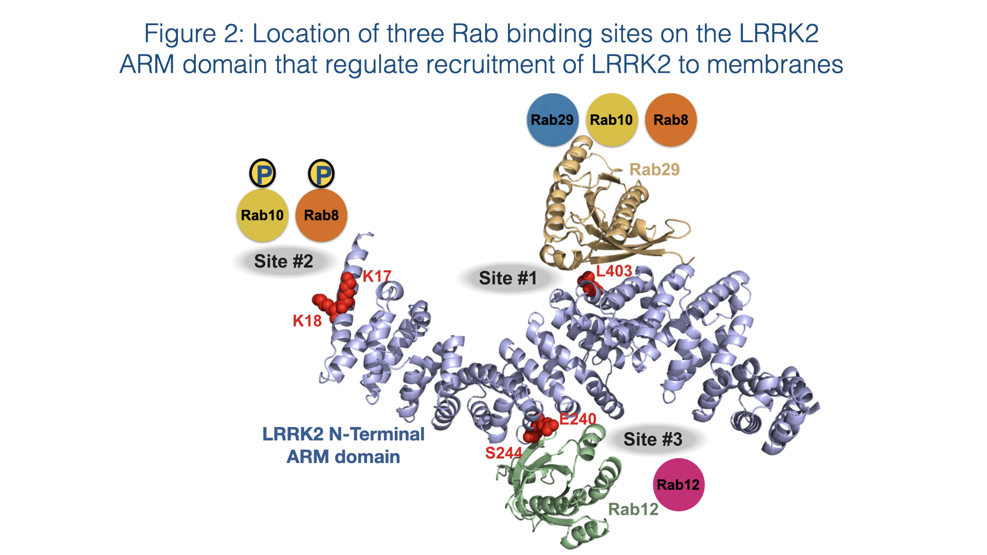 Figure 2 Location of three Tab binding sites