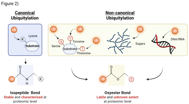 Figure 2| Canonical vs non-canonical ubiquitylation. In canonical ubiquitylation, ubiquitin is attached to a lysine residue on the substrate through the formation of a stable isopeptide bond. In contrast, non-canonical ubiquitylation involves attachment to amino acids or biomolecules containing hydroxyl groups - such as serine, threonine, sugars, or nucleic acids - resulting in the formation of an oxyester bond, which is less stable and characterized than the isopeptide linkage.