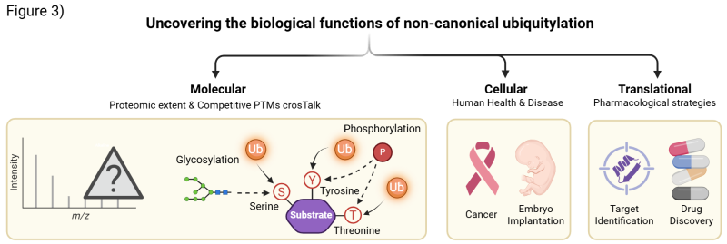 Figure 3| Research focus of the De Cesare Laboratory. The lab investigates the biological functions of non-canonical ubiquitylation across molecular, cellular, and translational levels - from proteomic mapping and PTM cross-talk to disease mechanisms and therapeutic target discovery.