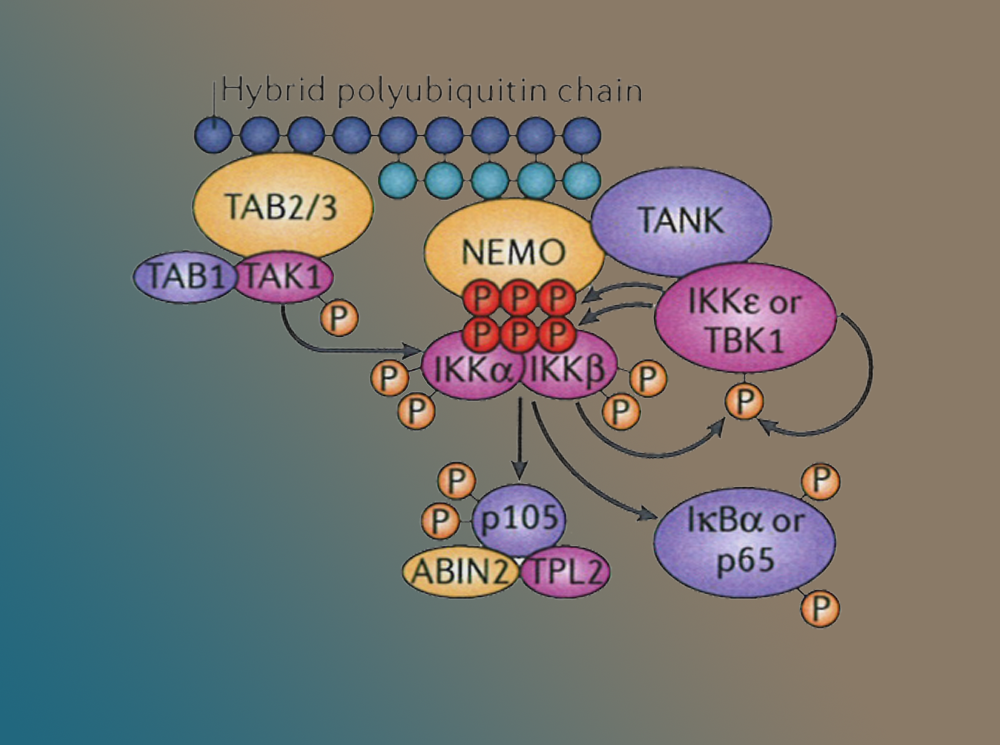 ubiquitin