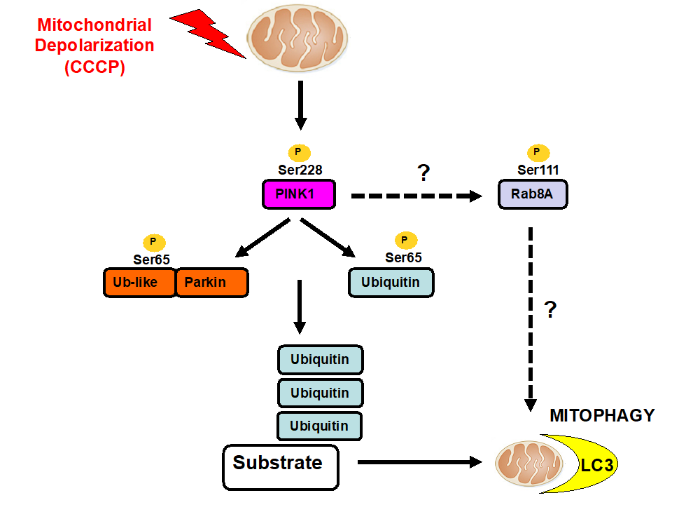 PINK1 kinase signalling networks in Parkinson's disease