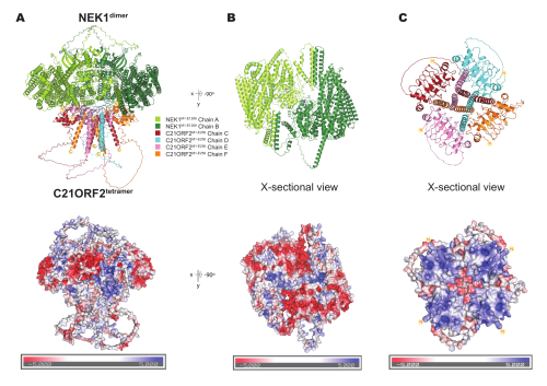 AlphaFold3 structural model of a predicted complex between two NEK1 molecules and four C21ORF2 molecules, shown as coloured ribbon cartoons above matching electrostatic surface views.