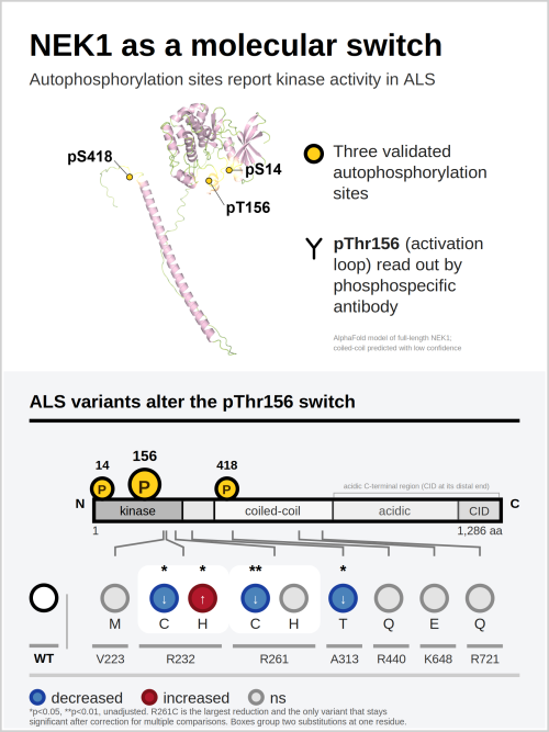 Schematic of the NEK1 protein showing three autophosphorylation sites on its domain map, and a row of circles indicating which of nine ALS-associated missense variants decrease, increase, or do not change Thr156 autophosphorylation.