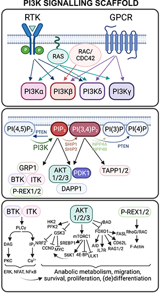 PI3K Signalling Scafffold