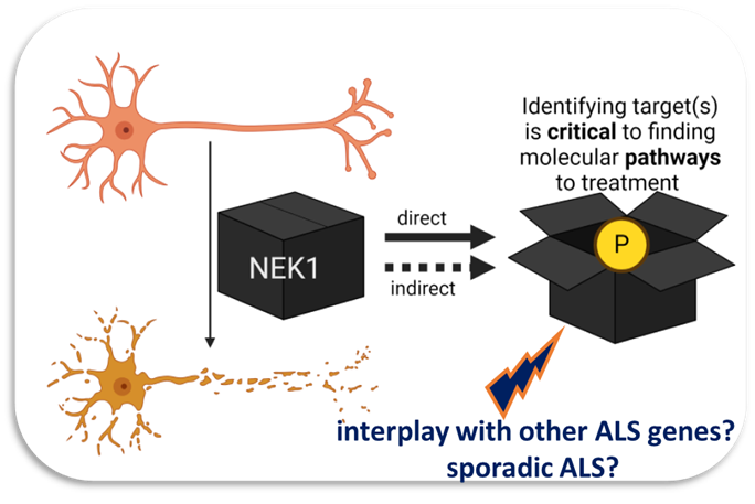 The first step to addressing fundamental gaps in our knowledge of NEK1 immediate biology is to identify NEK1’s targets.