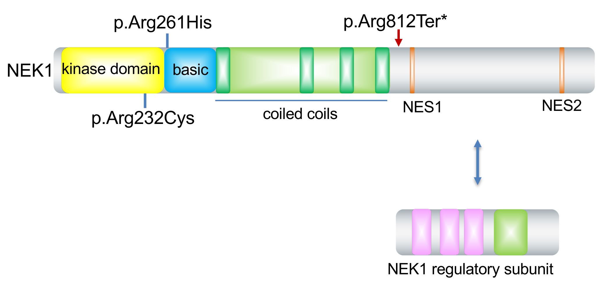 Illustration showing Rouse Lab Research
