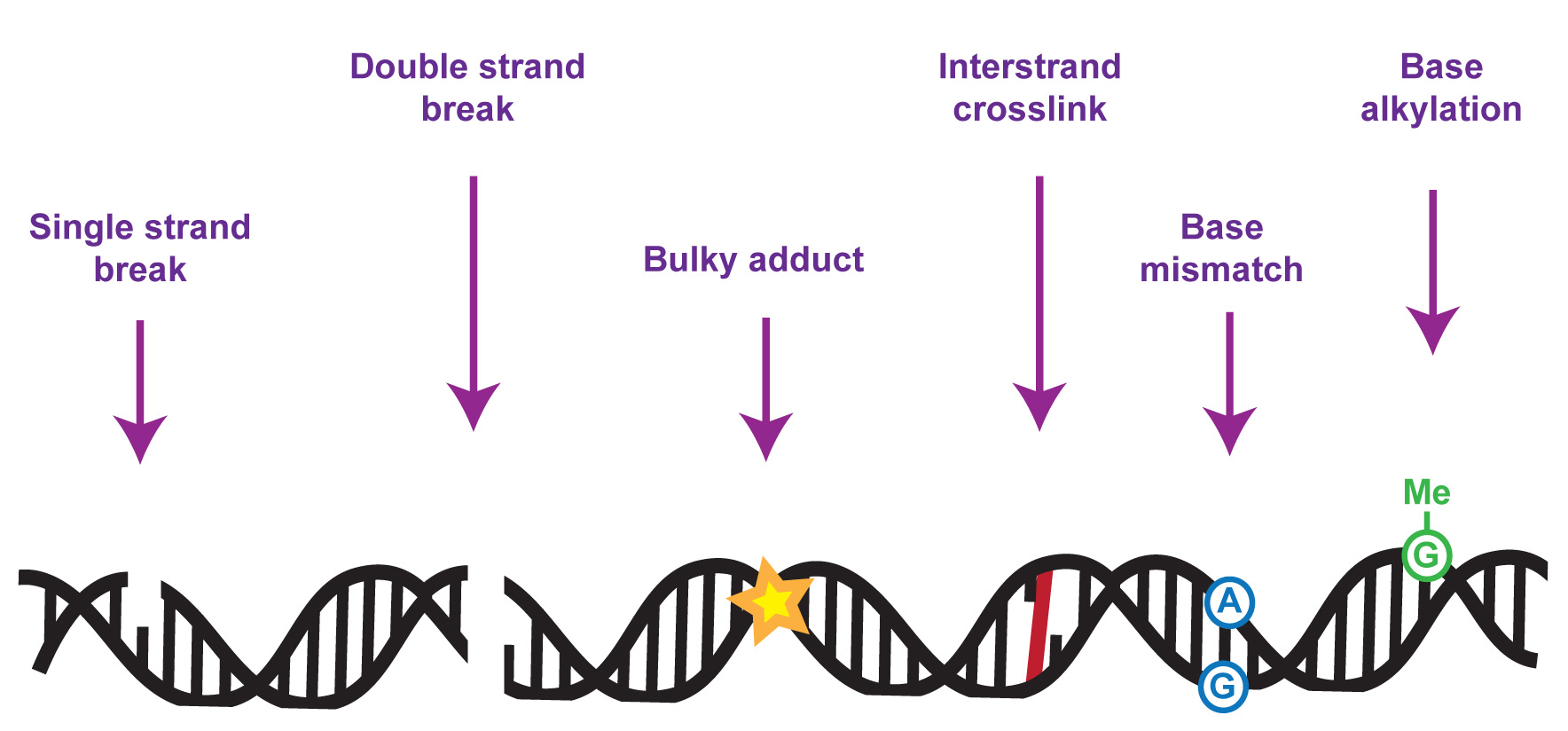 Illustration showing types of DNA damage
