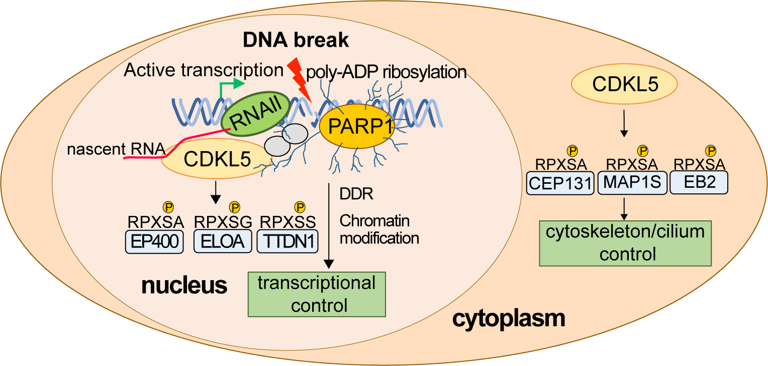 Illustration of Rouse Lab Research
