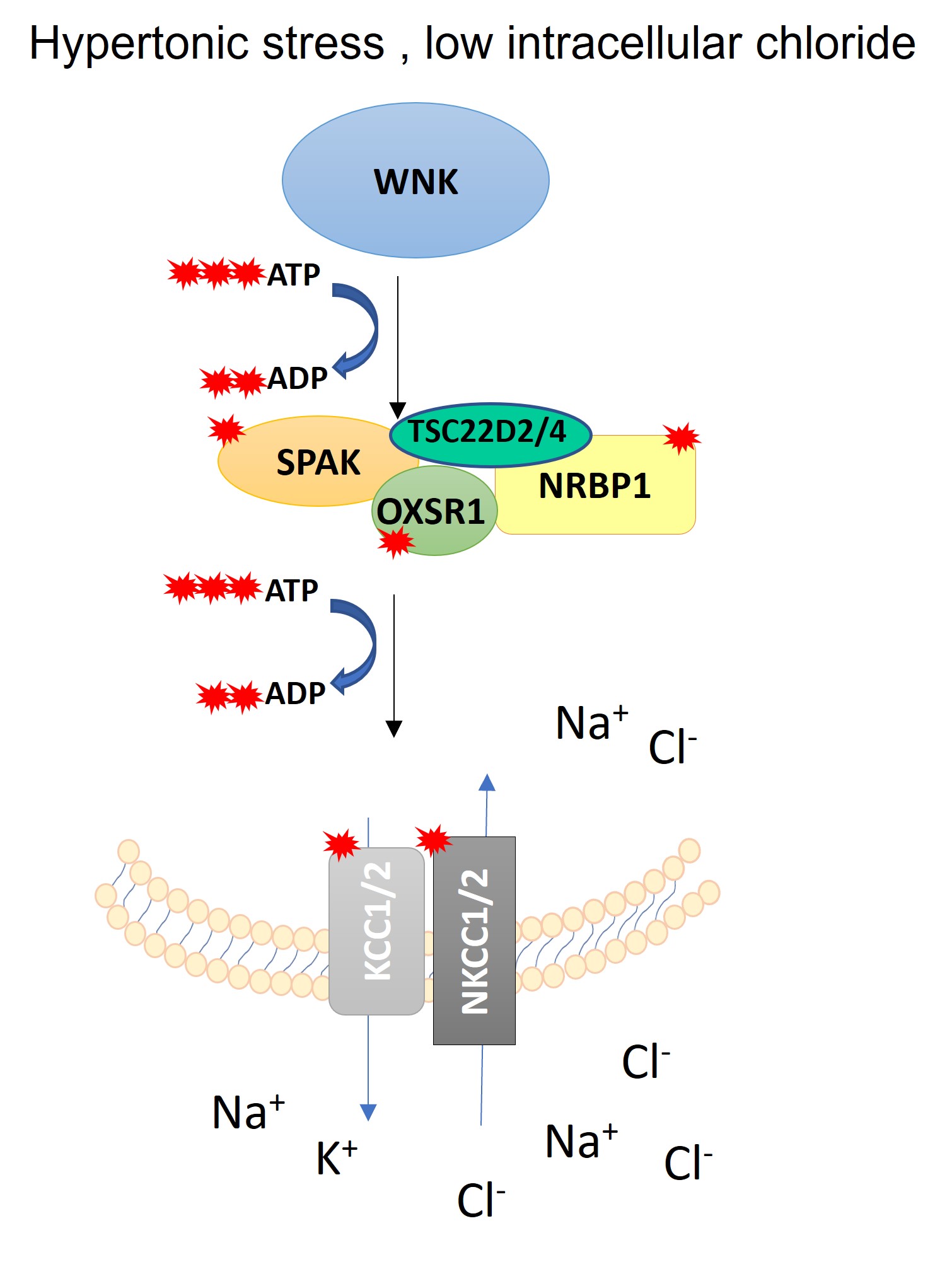 hypertonic stress, low intracellular chloride