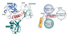 Kulathu Research image