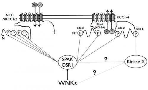 New role for the hypertension WNK-regulated SPAK/OSR1 kinases in controlling chloride influx