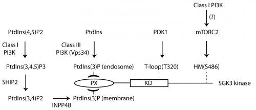 Characterisation of VPS34 inhibitor reveals PtdIns 3-P binding SGK3 protein kinase is downstream target of Class III PI-3 kinase