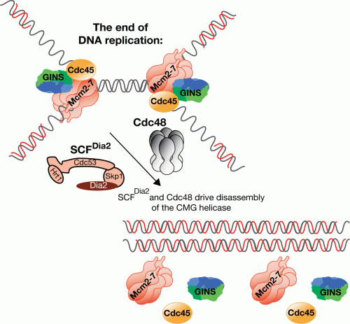 The end of chromosome replication