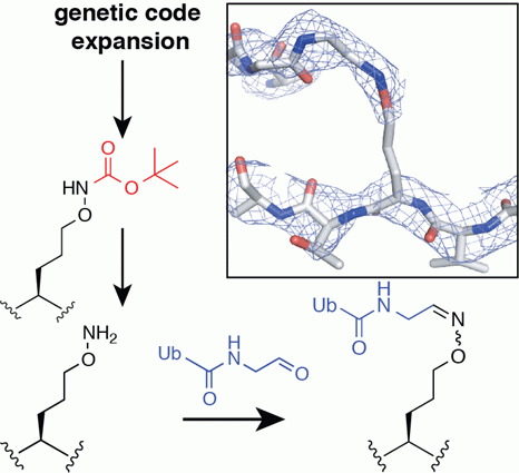 New chemistry added to the genetic code