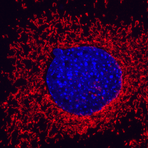 Mouse Embryonic fibroblast stained for nuclei (blue, Dapi) and mitochondria (Atpb, red) taken at a magnification of 100x