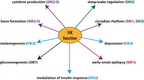 A summary of the contributions of SIK isoforms to the regulation of physiological processes