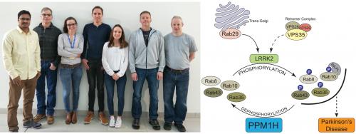 Left panel: Dundee-based authors of PPM1H paper from left Raja Nirujogi, Axel Knebel, Francesca Tonelli, Pawel Lis , Kerryn Berndsen, Thomas Macartney and Mark Dorward. Right Panel: mechanism by which PPM1H counteracts LRRK2