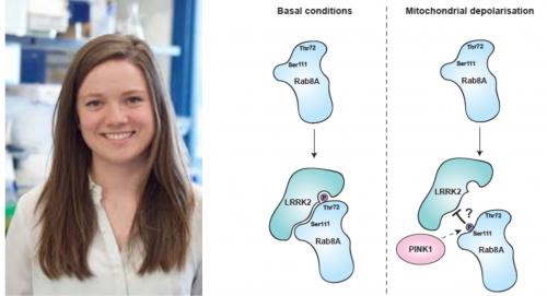 Left: Katie Mulholland (presently post-doc at Hayley Sharpe Lab, Babraham Institute, Cambridge); Right: Model of PINK1-LRRK2 interplay at Rab