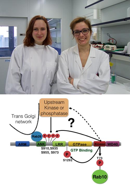Francesca Tonelli and Elena Purlyte and model of how Rab29 controls LRRK2 based on our research.