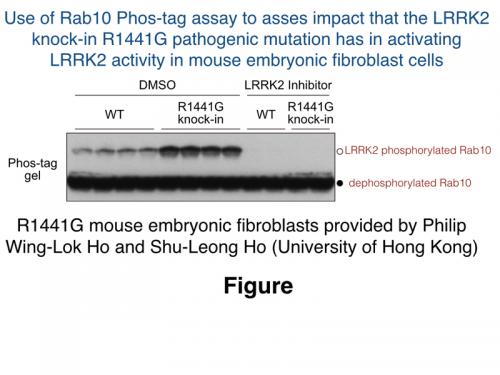 Rab10 Phos-tag assay