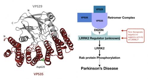 A possible mechanism by which the VPS35[D620N] mutation promotes Parkinson's Disease