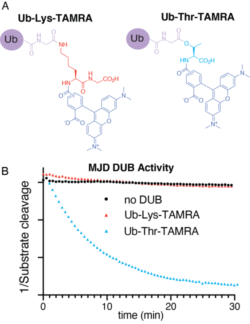 Figure X. Representative data from the study. (A) Fluorescent substrates that were used in polarisation experiments to assess DUB amino acid specificity. (B) The striking threonine specificity of an MJD DUB quantified by fluorescence polarisation experiments. 